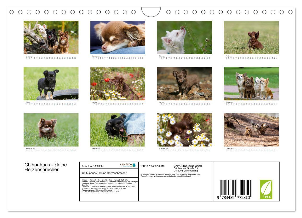 Bild: 9783435772810 | Chihuahuas - kleine Herzensbrecher (Wandkalender 2025 DIN A4 quer),...