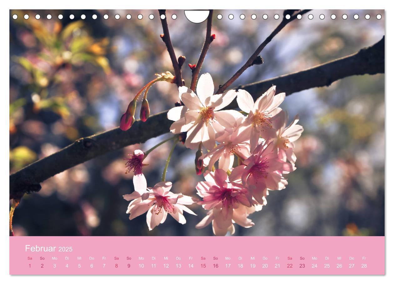 Bild: 9783435403165 | Zarte Kirschblüten - Berauschende Gedankendüfte (Wandkalender 2025...