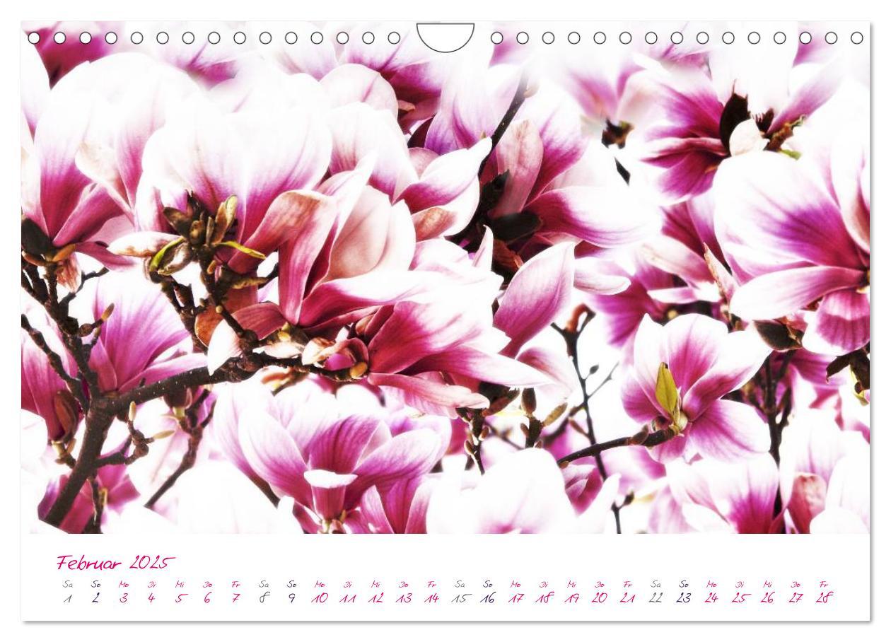 Bild: 9783435831036 | Momente in Rosa (Wandkalender 2025 DIN A4 quer), CALVENDO...