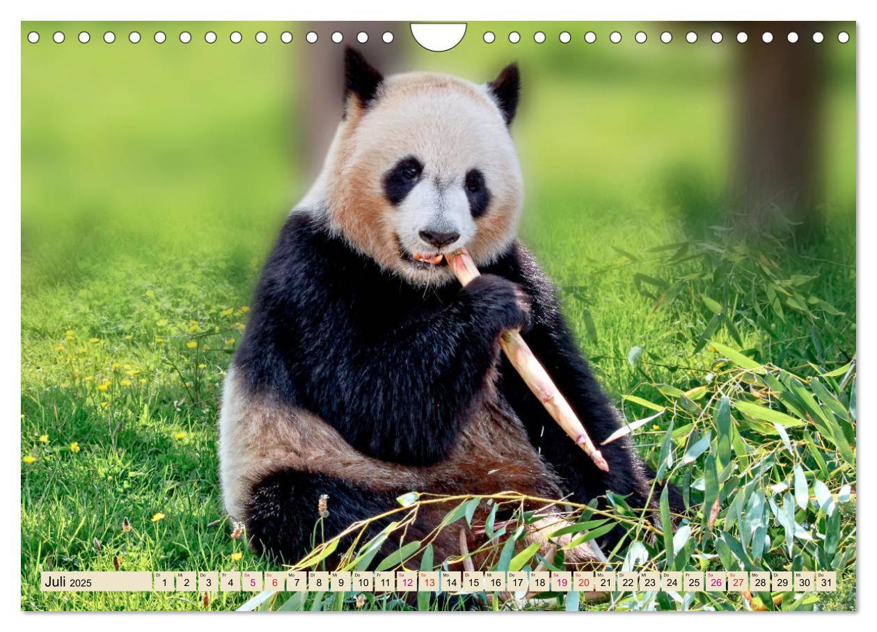 Bild: 9783435372058 | Niedlicher Panda (Wandkalender 2025 DIN A4 quer), CALVENDO...