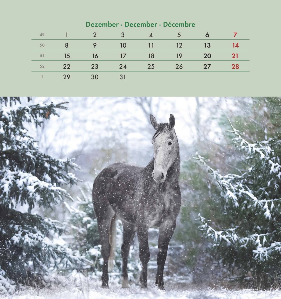 Bild: 4251732342302 | Alpha Edition - Pferde 2025 Postkartenkalender, 16x17cm, Kalender...