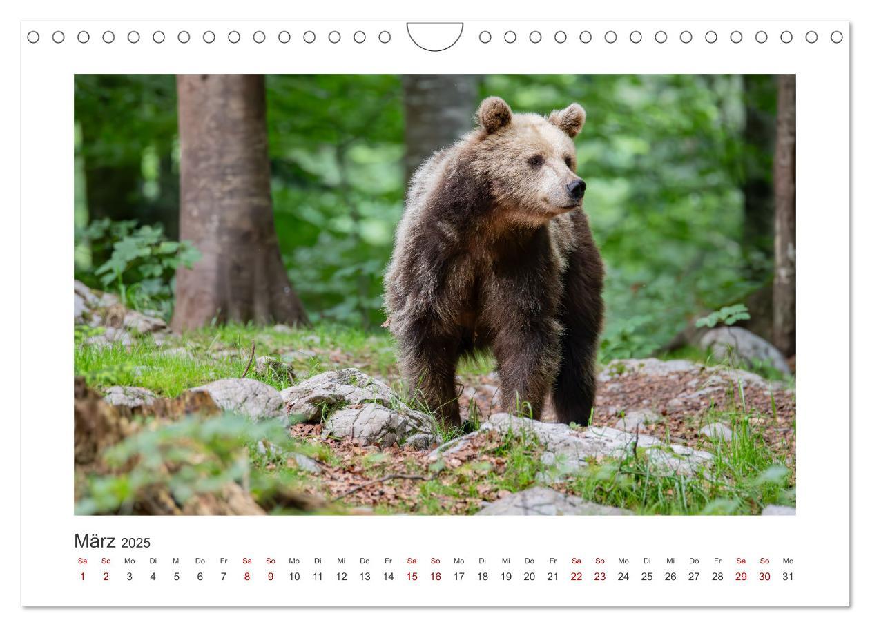 Bild: 9783383848100 | Slowenien - Wilde Bären und zauberhafte Natur (Wandkalender 2025...