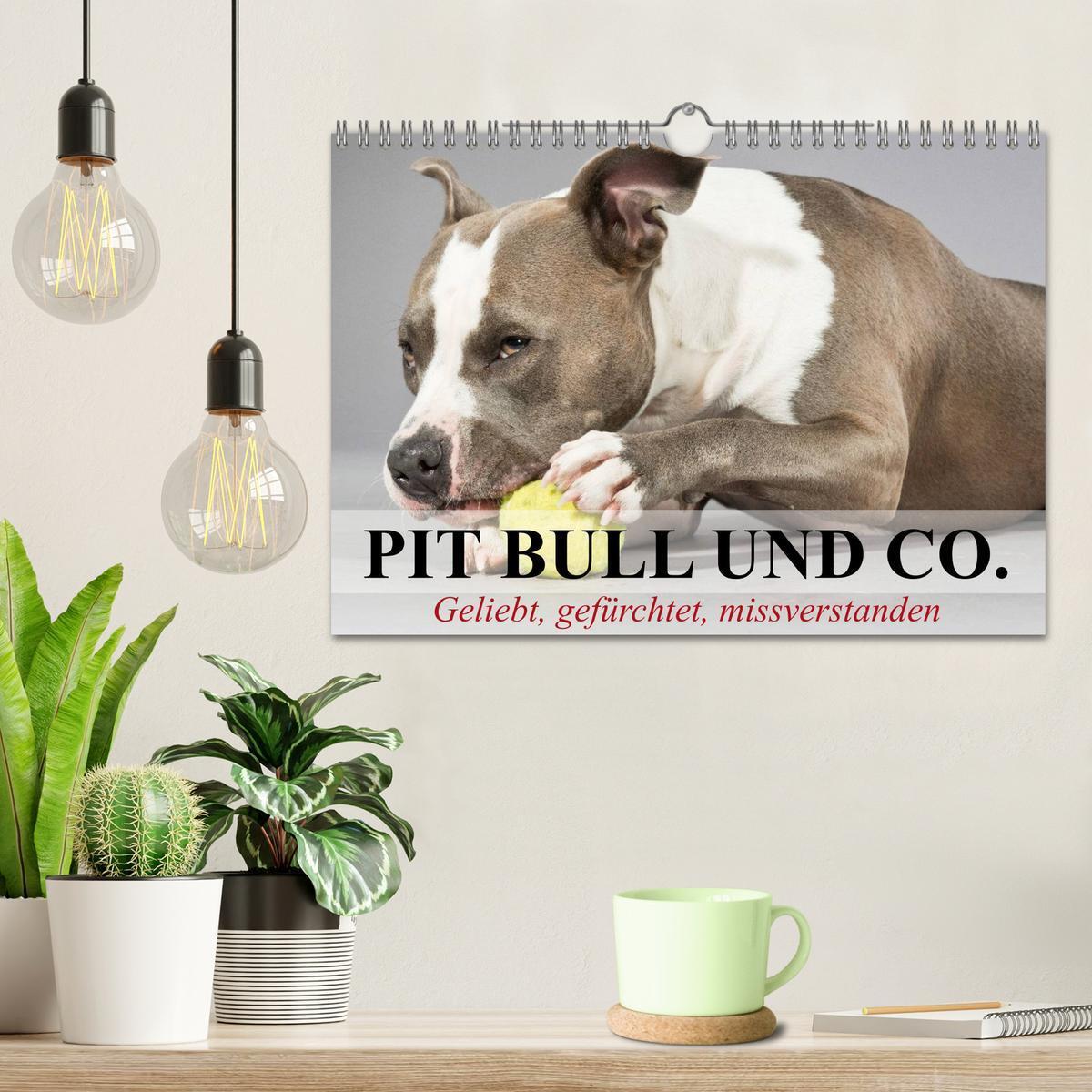 Bild: 9783435658879 | Pit Bull und Co. - Geliebt, gefürchtet, missverstanden...