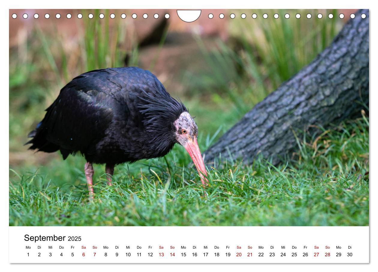 Bild: 9783435137046 | Der Waldrapp - Ein skurriler Vogel (Wandkalender 2025 DIN A4 quer),...