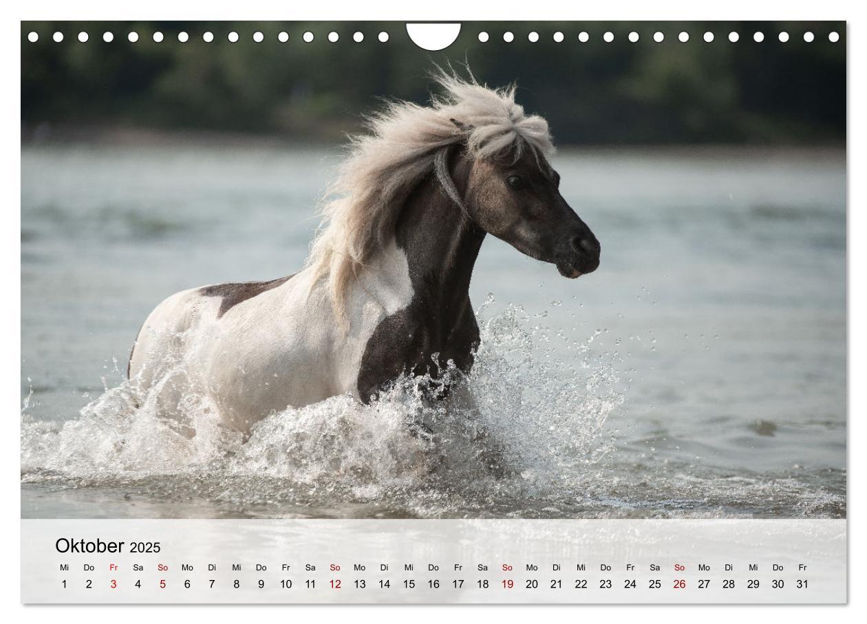 Bild: 9783435105045 | Pferde 2025 Kraft und Anmut (Wandkalender 2025 DIN A4 quer),...