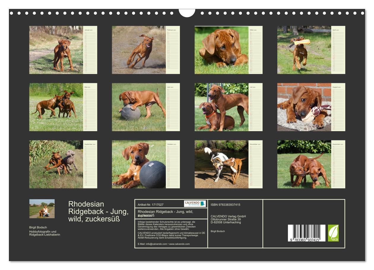 Bild: 9783383937415 | Rhodesian Ridgeback - Jung, wild, zuckersüß (Wandkalender 2025 DIN...