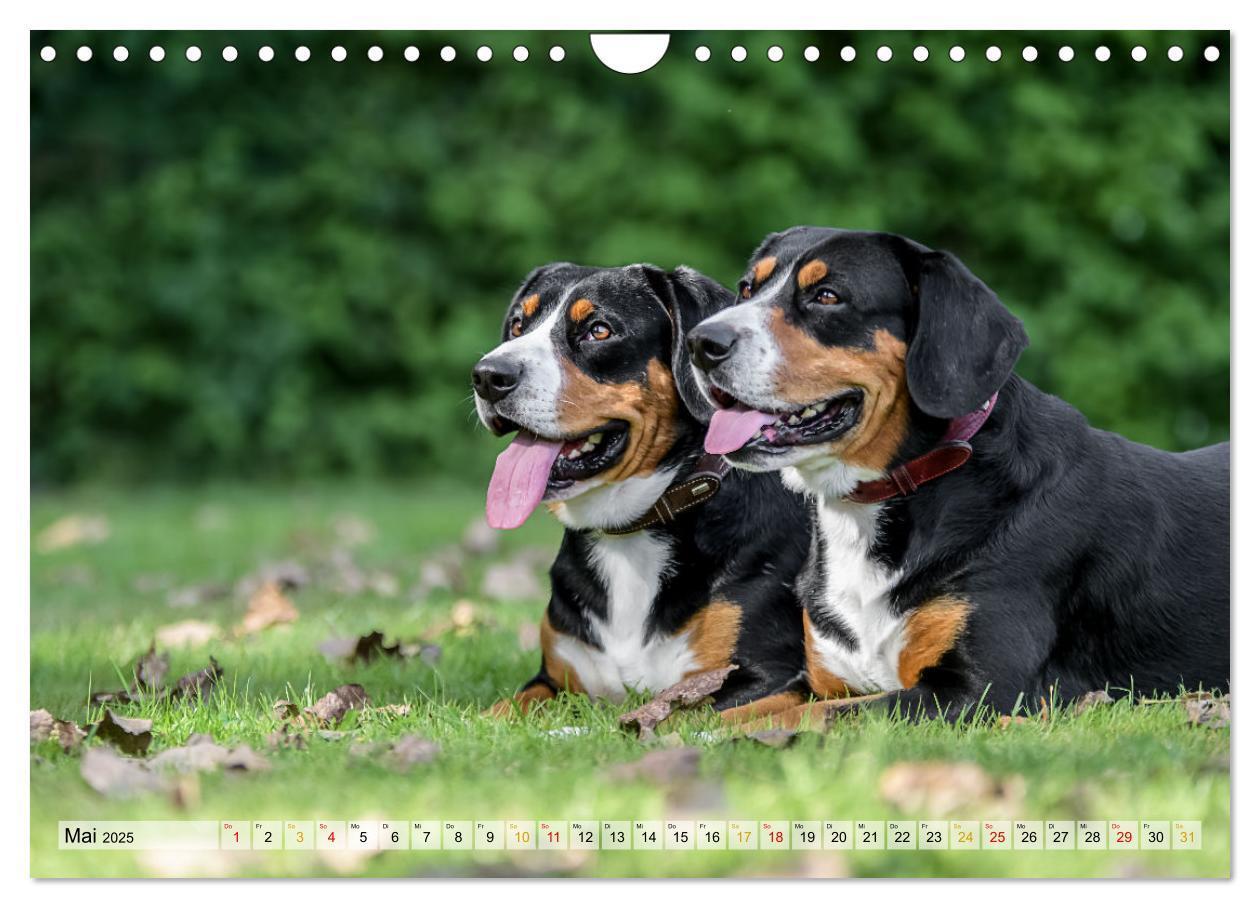 Bild: 9783457198957 | Entlebucher - Temperamentvolle Schweizer Sennenhunde (Wandkalender...