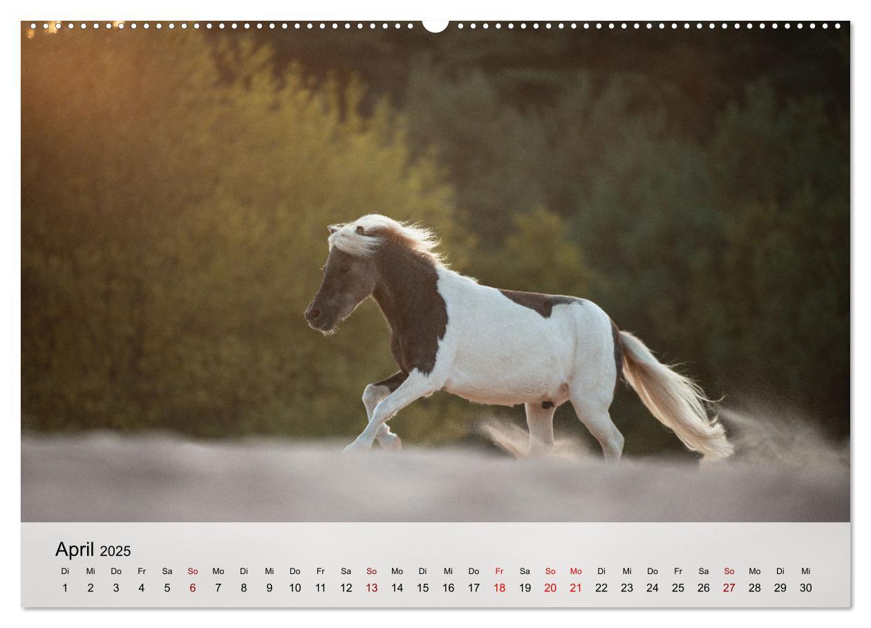 Bild: 9783435104529 | Pferde 2025 Kraft und Anmut (Wandkalender 2025 DIN A2 quer),...