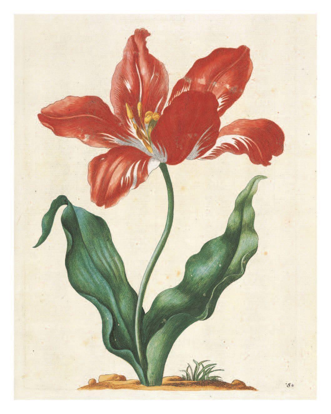 Bild: 9783791386003 | Maria Sibylla Merian: The New Book of Flowers/Neues Blumenbuch | Buch