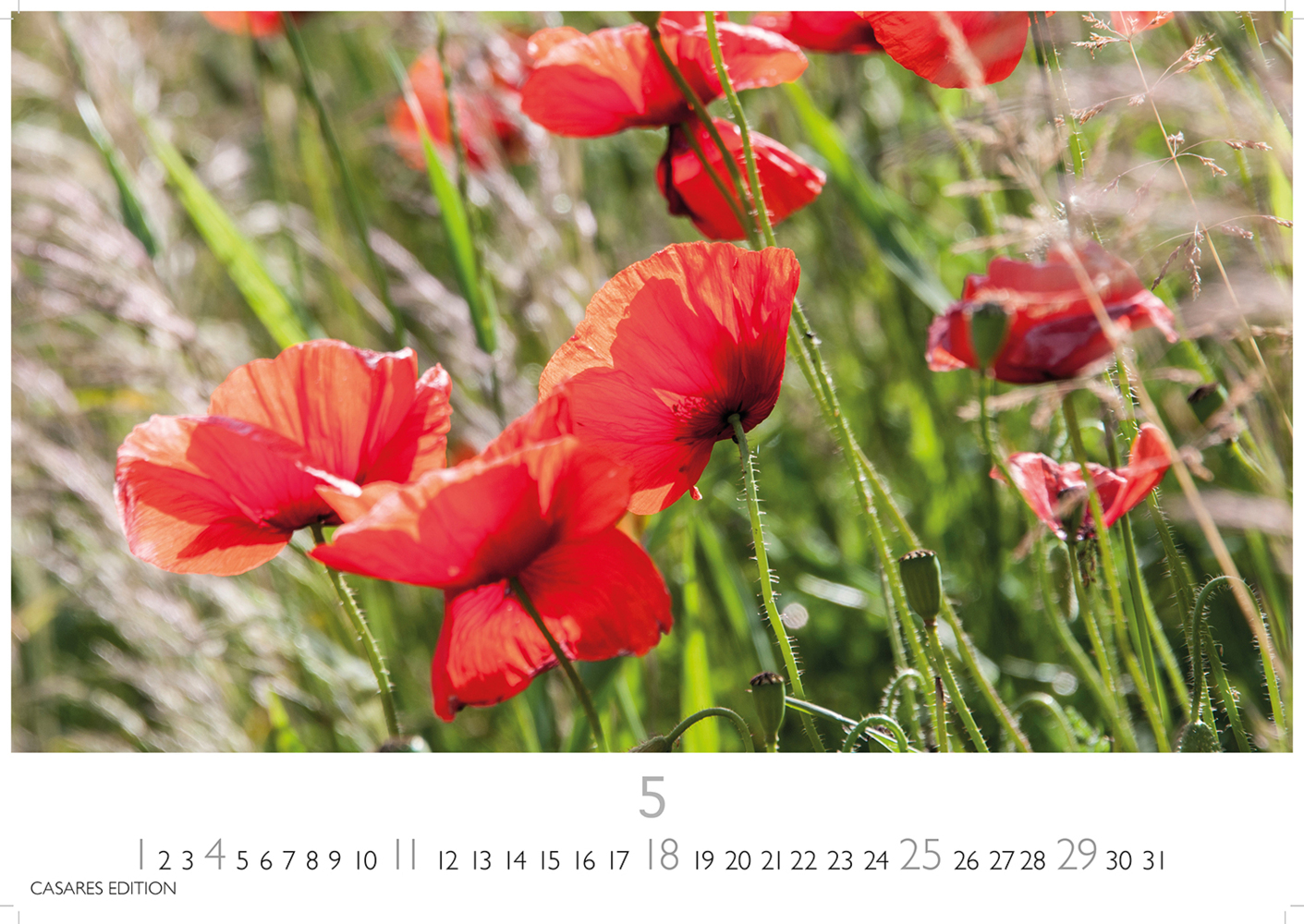 Bild: 9781835242193 | Blumenwiese 2025 S 24x35cm | Kalender | 14 S. | Deutsch | 2025