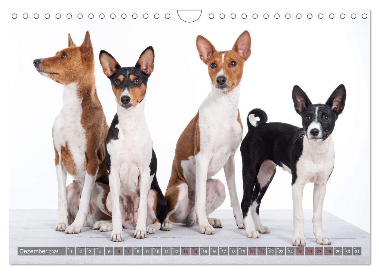 Bild: 9783435025978 | Coole Basenjis (Wandkalender 2025 DIN A4 quer), CALVENDO...