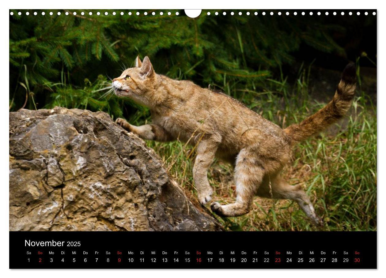 Bild: 9783435390991 | Wildkatzen - scheue Samtpfoten (Wandkalender 2025 DIN A3 quer),...