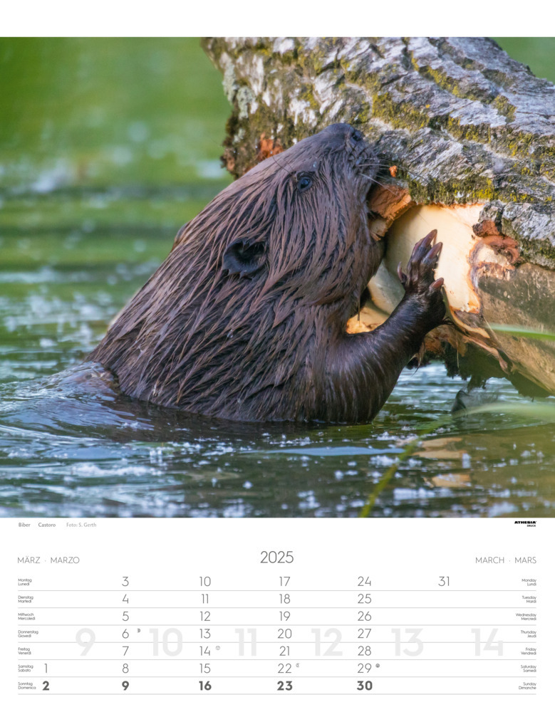 Bild: 9788868397449 | Tiere der Alpen - Kalender 2025 | Animali delle Alpi - Alpine animals