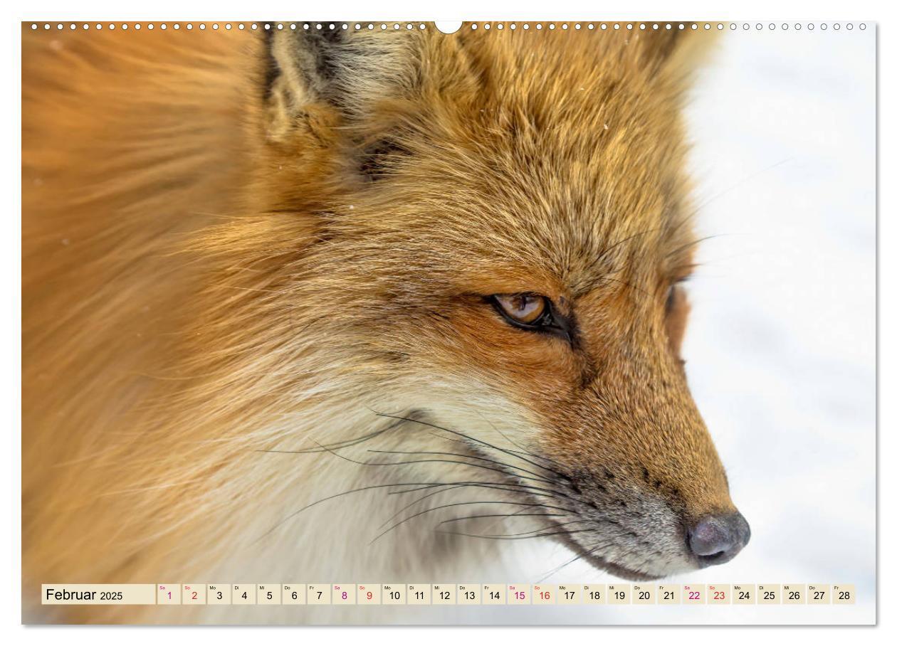 Bild: 9783435335824 | Fuchs - schlauer Räuber (Wandkalender 2025 DIN A2 quer), CALVENDO...