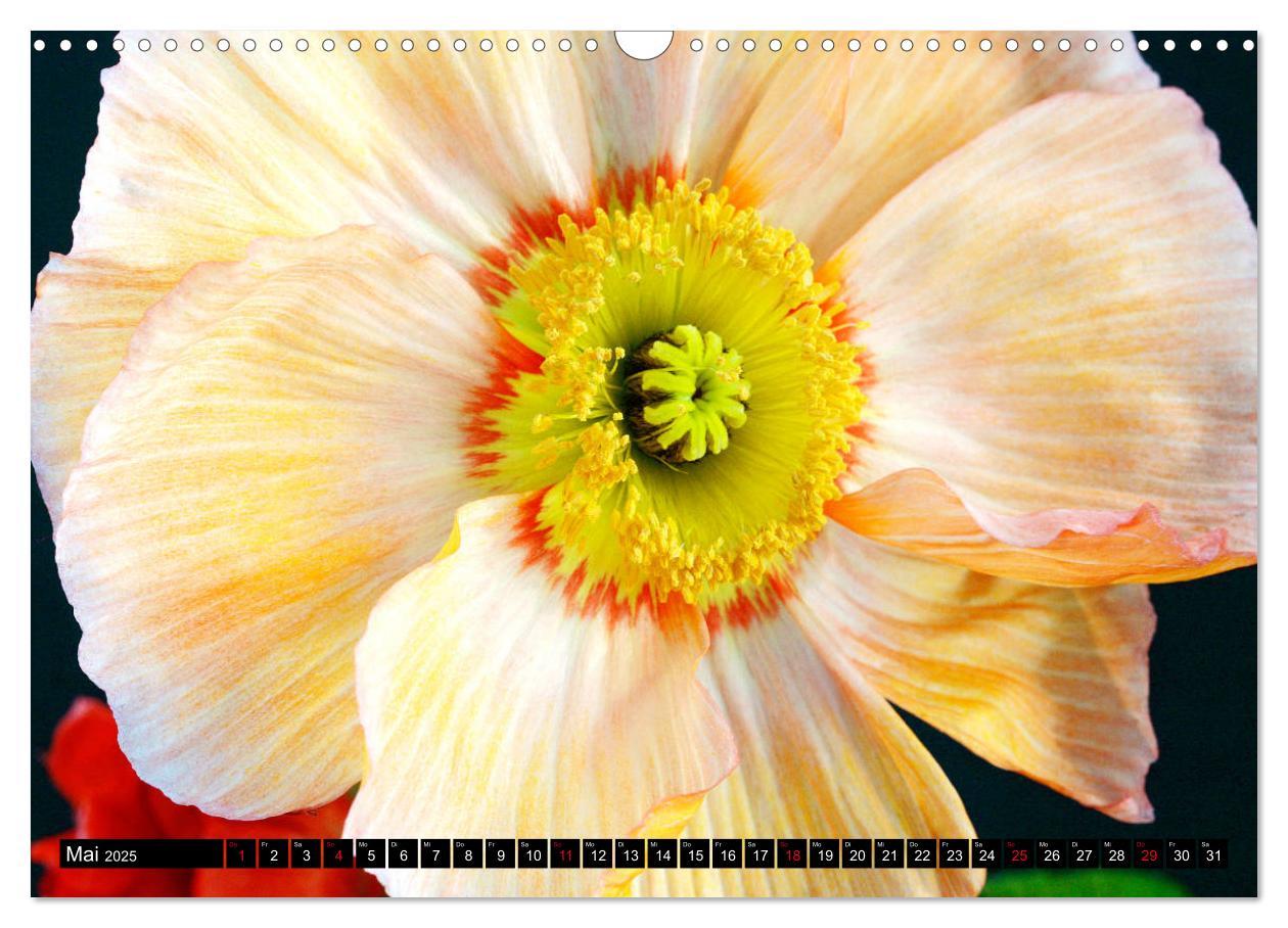 Bild: 9783435209125 | Mohnblüten-Porträts (Wandkalender 2025 DIN A3 quer), CALVENDO...