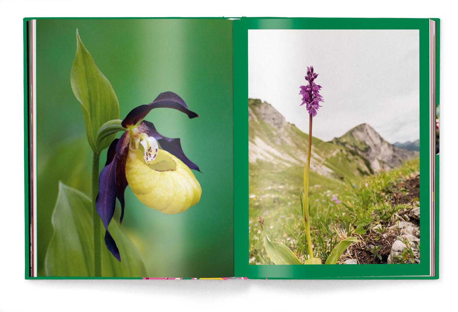 Bild: 9783961714827 | Floramour: Orchideen | FlorAmour | Teneues Verlag | Buch | 208 S.