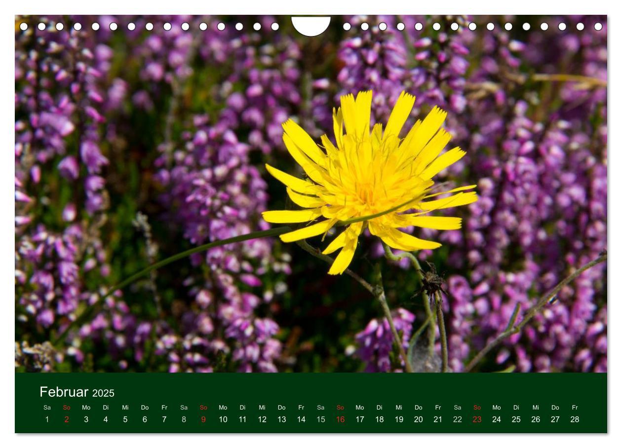 Bild: 9783435663613 | Blumen und Blüten (Wandkalender 2025 DIN A4 quer), CALVENDO...