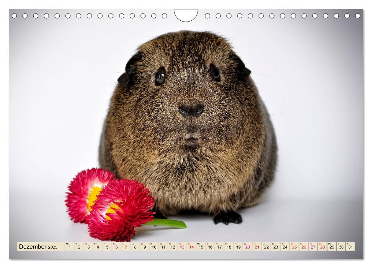 Bild: 9783435365272 | Meerschweinchen - so süß (Wandkalender 2025 DIN A4 quer), CALVENDO...