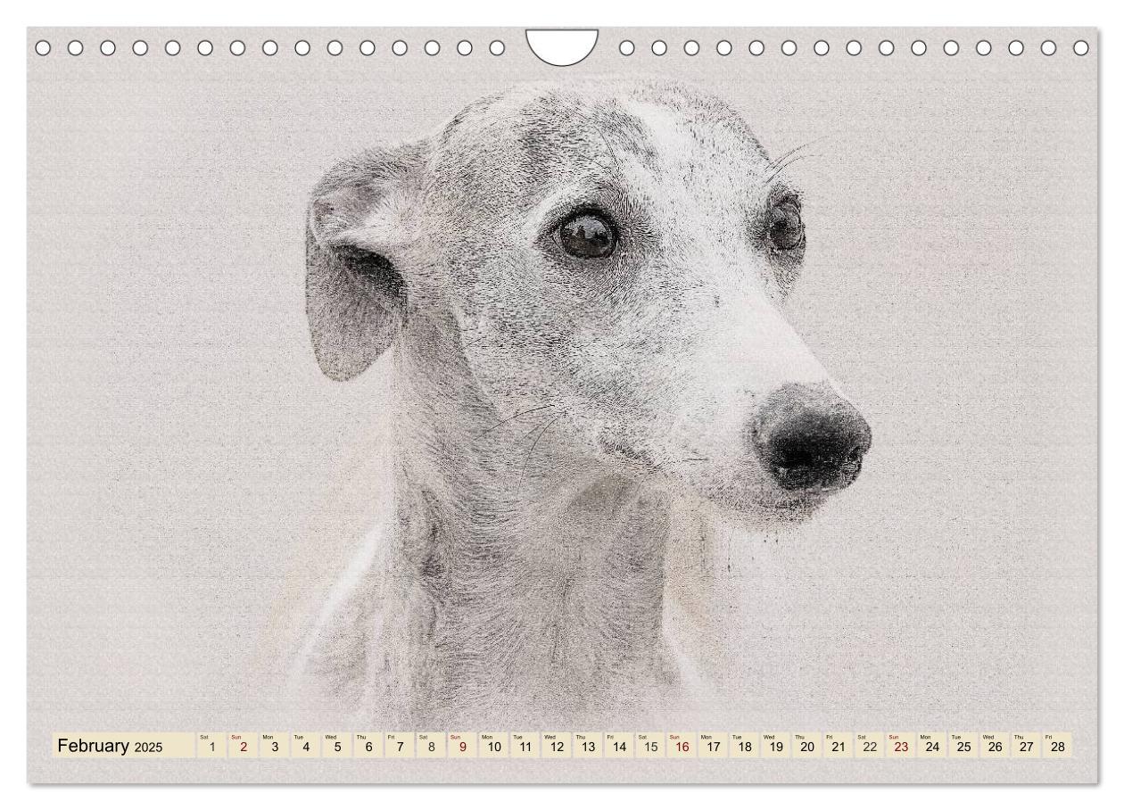 Bild: 9781325992690 | Whippets 2025 (Wall Calendar 2025 DIN A4 landscape), CALVENDO 12...