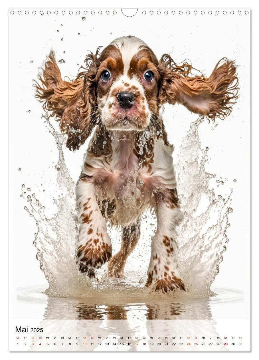 Bild: 9783383765421 | Cocker Spaniel - ein Hund für die Familie (Wandkalender 2025 DIN A3...