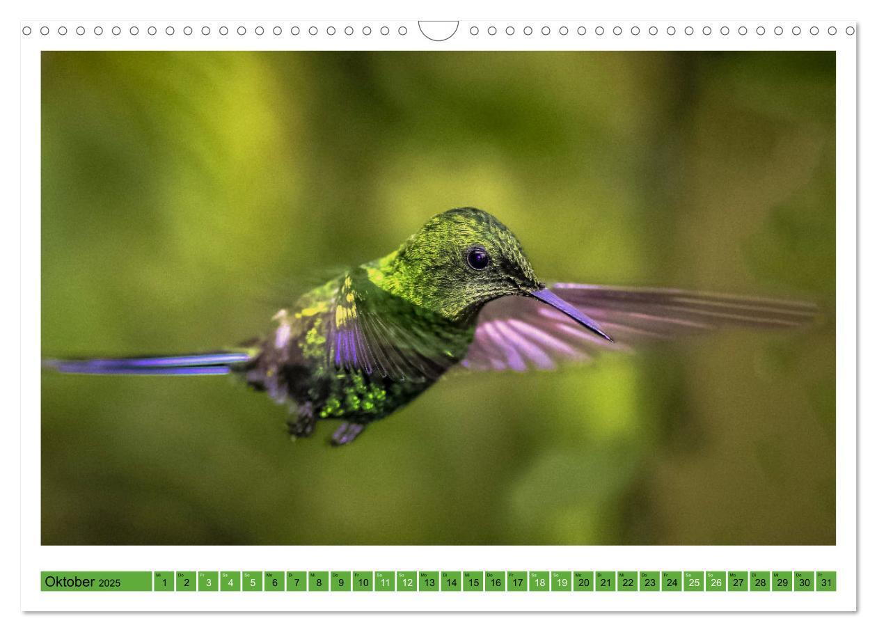 Bild: 9783435428335 | Kolibris; Anmut, Schönheit, Farben (Wandkalender 2025 DIN A3 quer),...