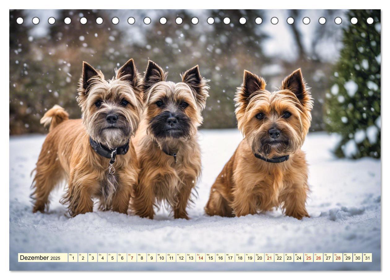 Bild: 9783435420742 | Cairn Terrier - lustiges Raubein aus Schottland (Tischkalender 2025...