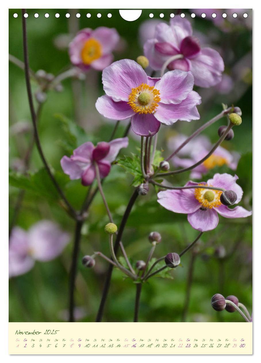 Bild: 9783435936953 | Blütenzauber im Garten (Wandkalender 2025 DIN A4 hoch), CALVENDO...