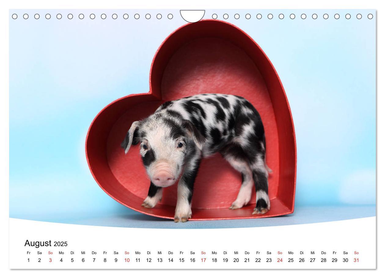 Bild: 9783435333943 | Niedliche Ferkel lovely piglets 2025 (Wandkalender 2025 DIN A4...