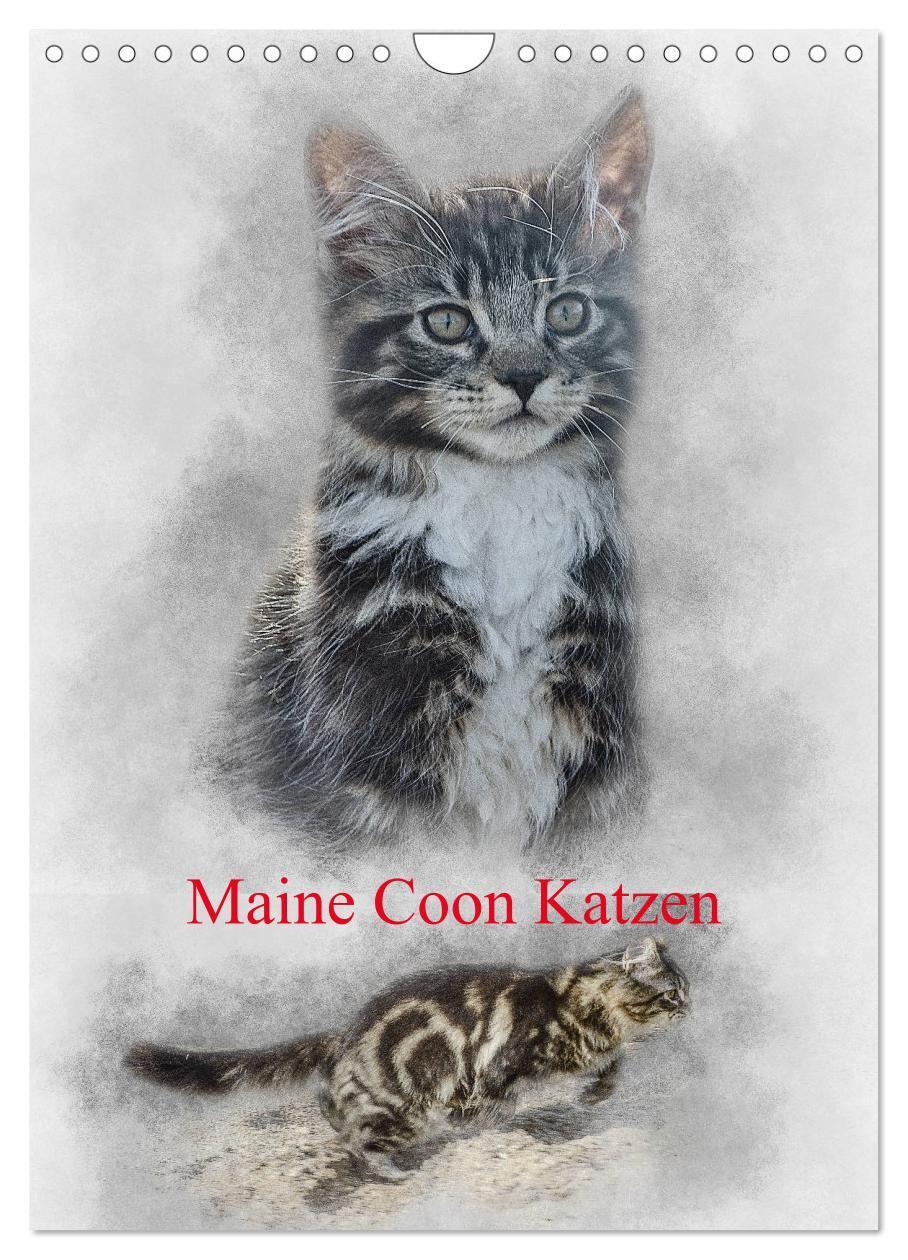 Cover: 9783435975365 | Maine Coon Katzen (Wandkalender 2025 DIN A4 hoch), CALVENDO...