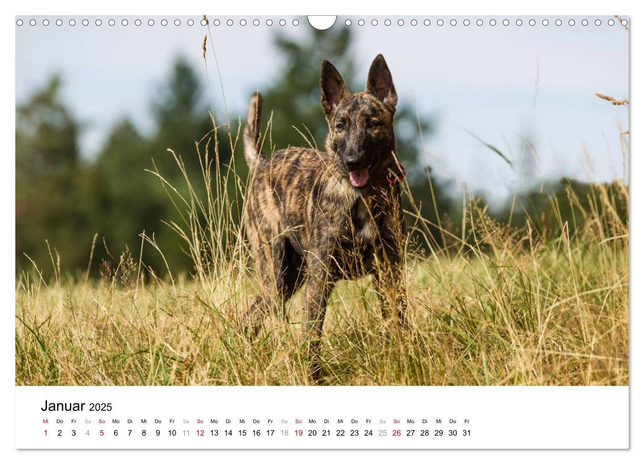 Bild: 9783435588275 | ausdrucksvolle Holländische Schäferhunde (Wandkalender 2025 DIN A3...