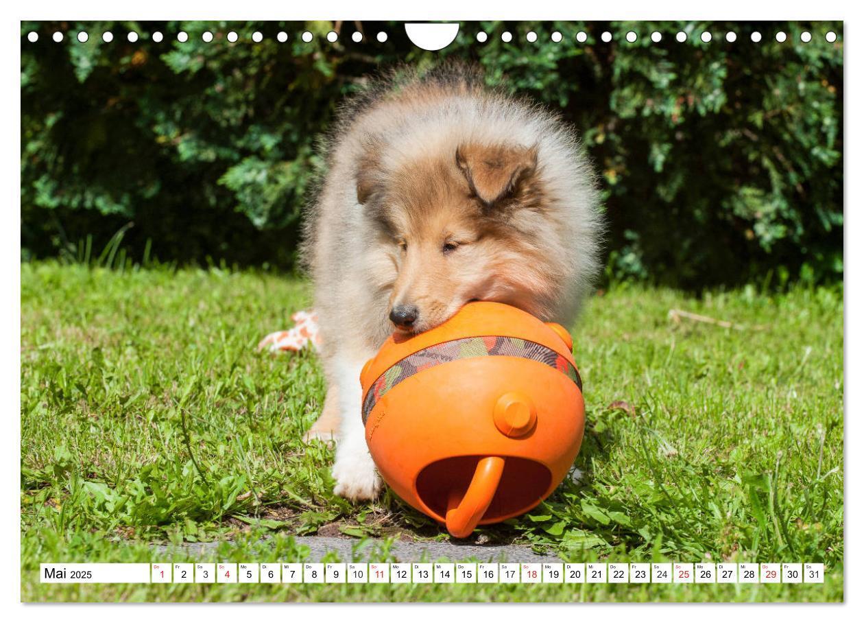 Bild: 9783435251452 | Colliewelpen - kleine Collies erobern die Welt (Wandkalender 2025...