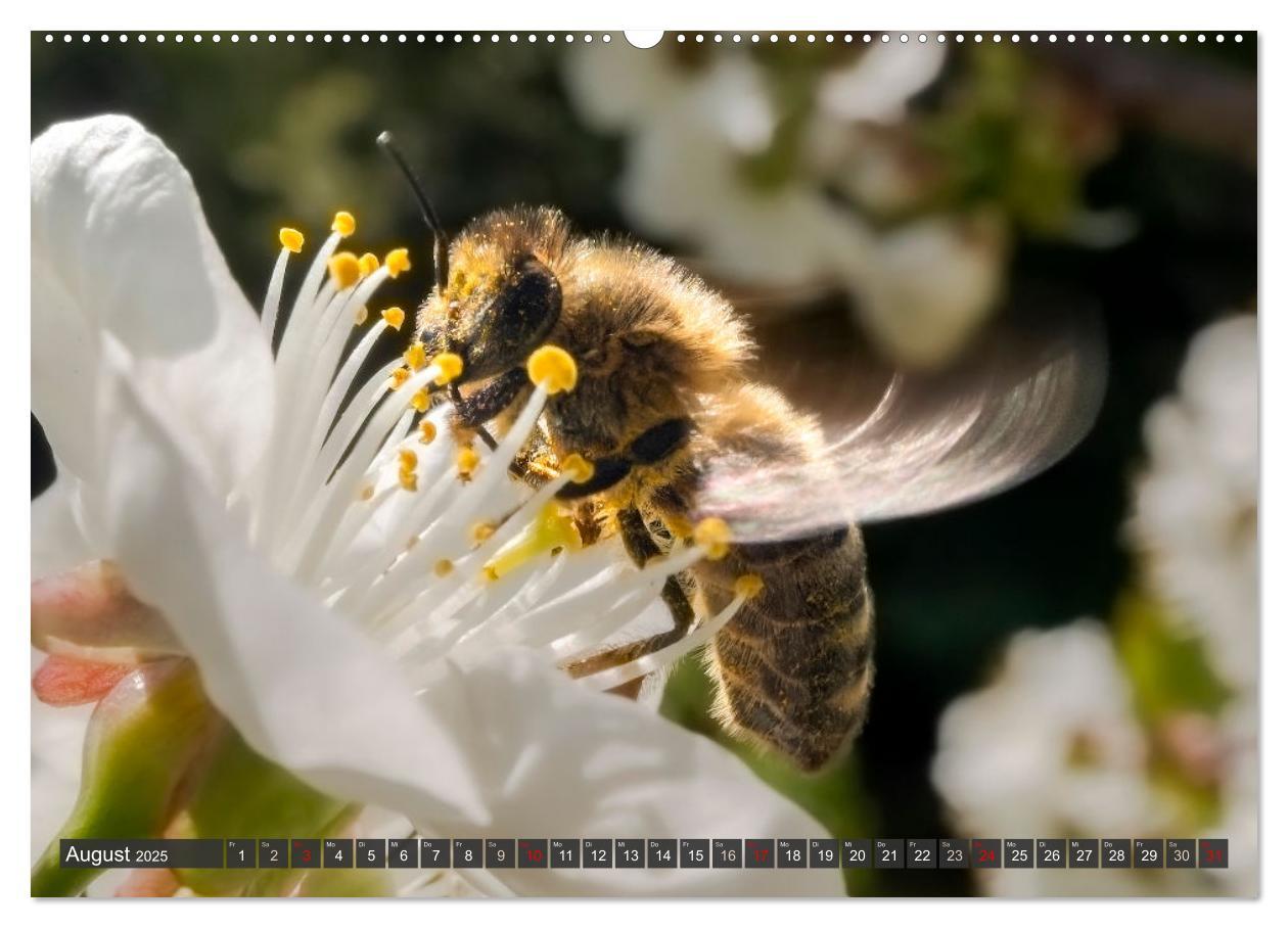 Bild: 9783383794384 | Sehe die Bienen (Wandkalender 2025 DIN A2 quer), CALVENDO...