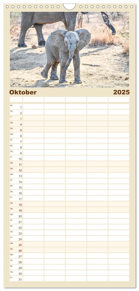 Bild: 9783457108970 | Familienplaner 2025 - Babyelefanten mit 5 Spalten (Wandkalender, 21...