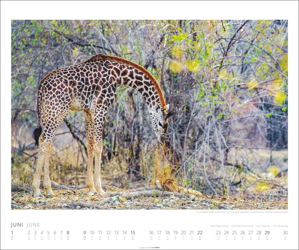 Bild: 9783839901014 | African Wildlife Kalender 2025 | Kalender | Spiralbindung | 14 S.