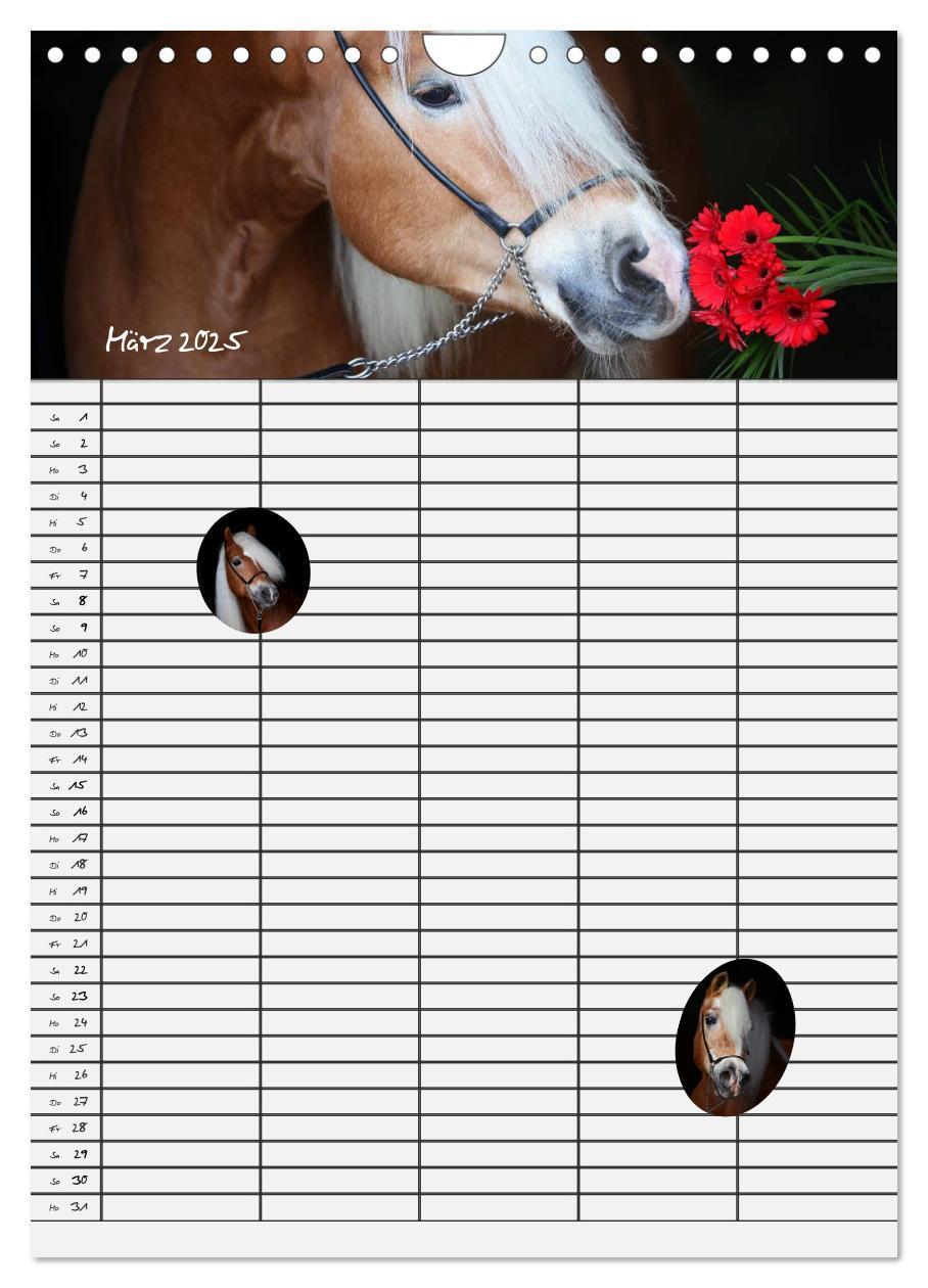 Bild: 9783457014851 | Haflinger Pferde - Stall- und Familienplaner 2025 (Wandkalender...