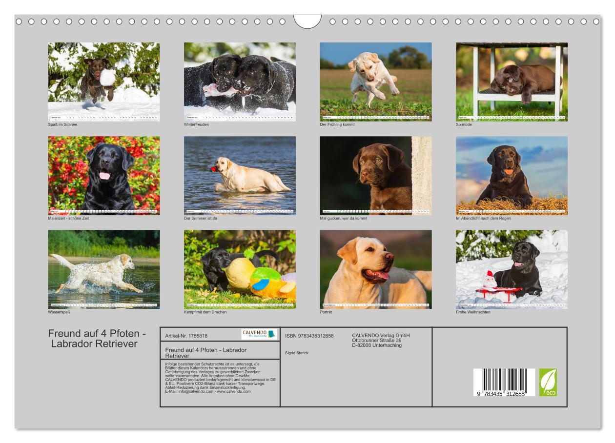 Bild: 9783435312658 | Freund auf 4 Pfoten - Labrador Retriever (Wandkalender 2025 DIN A3...