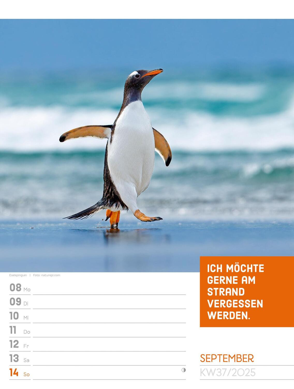 Bild: 9783838425962 | Tierisch! Sprüchekalender - Wochenplaner Kalender 2025 | Kunstverlag