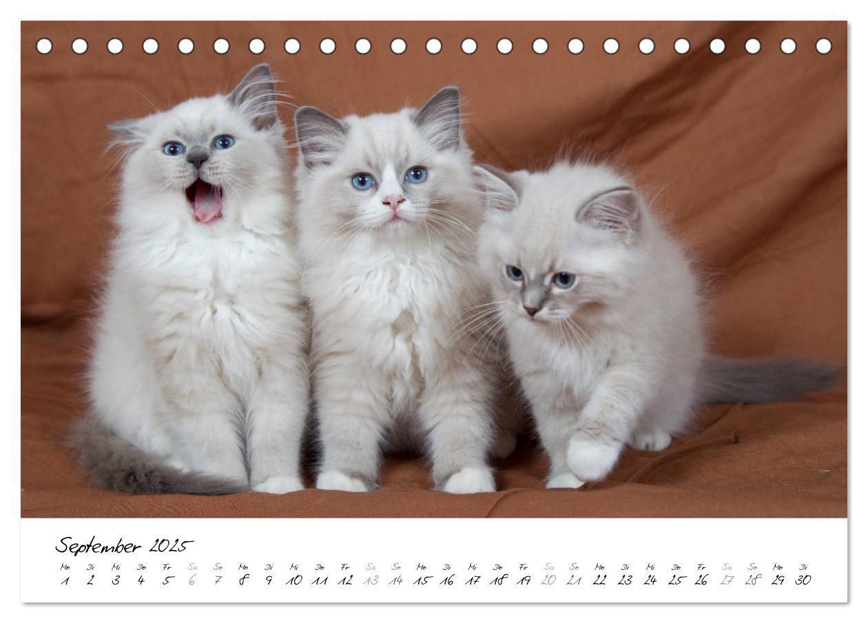 Bild: 9783435755318 | Ragdoll Kitten (Tischkalender 2025 DIN A5 quer), CALVENDO...