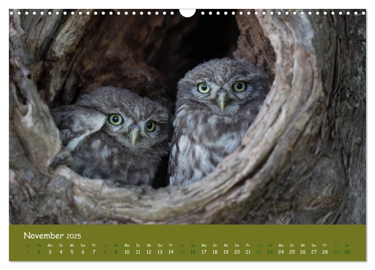 Bild: 9783435299843 | Steinkäuze (Athene noctua) (Wandkalender 2025 DIN A3 quer),...