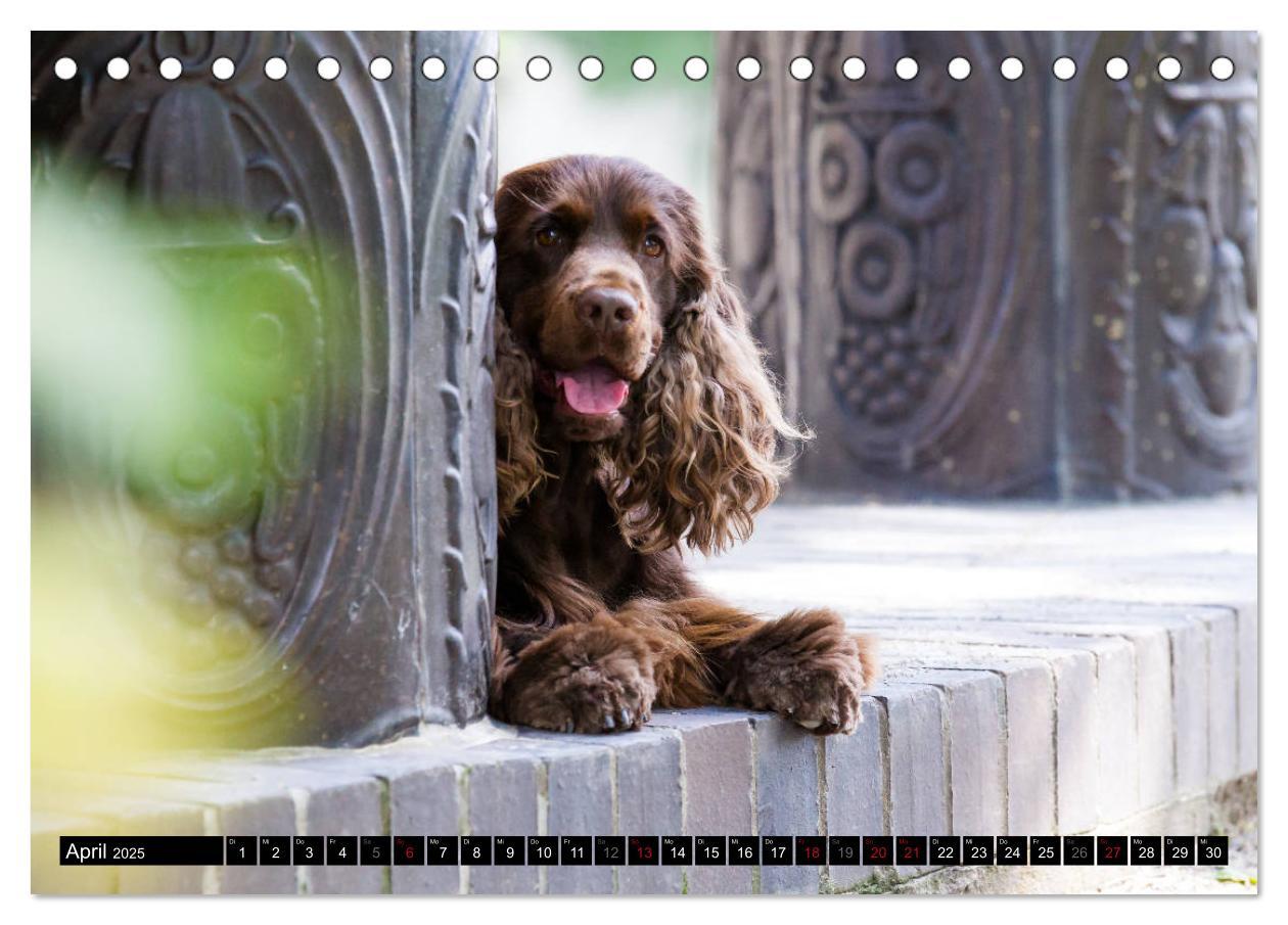 Bild: 9783435447312 | English Cocker Spaniel - Fröhliche Gesellen (Tischkalender 2025 DIN...