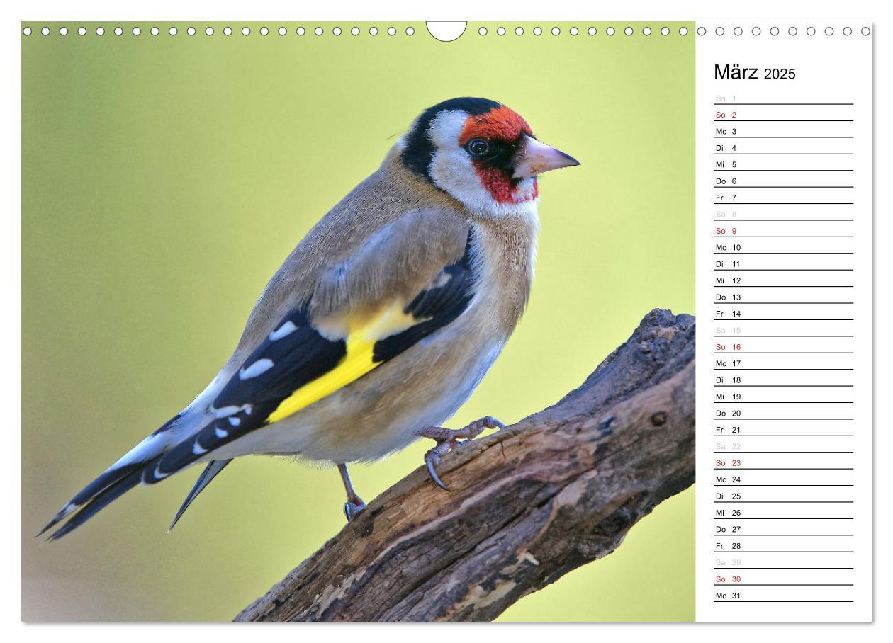 Bild: 9783435544547 | Unsere heimischen Gartenvögel (Wandkalender 2025 DIN A3 quer),...