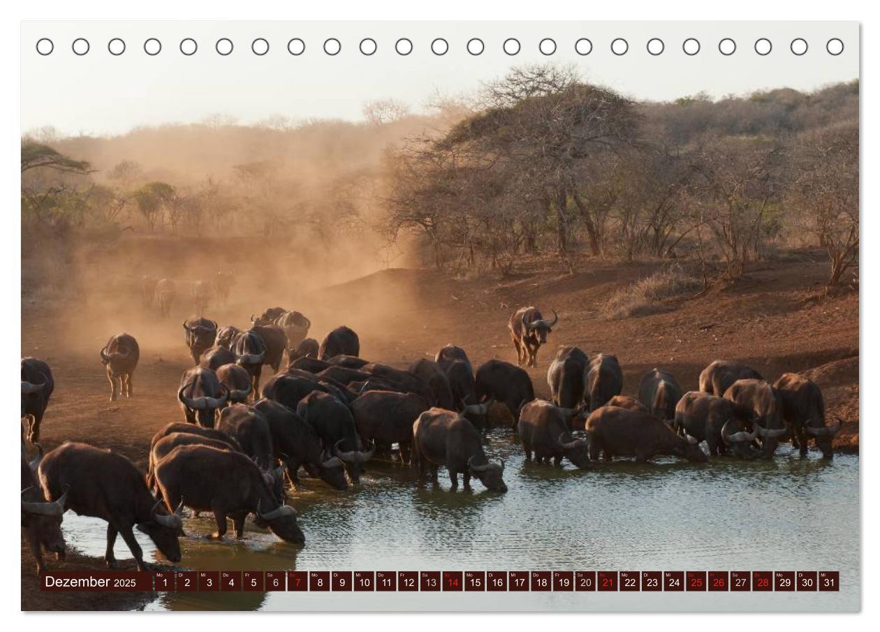 Bild: 9783435742295 | Afrika. Zauber des schwarzen Kontinents (Tischkalender 2025 DIN A5...