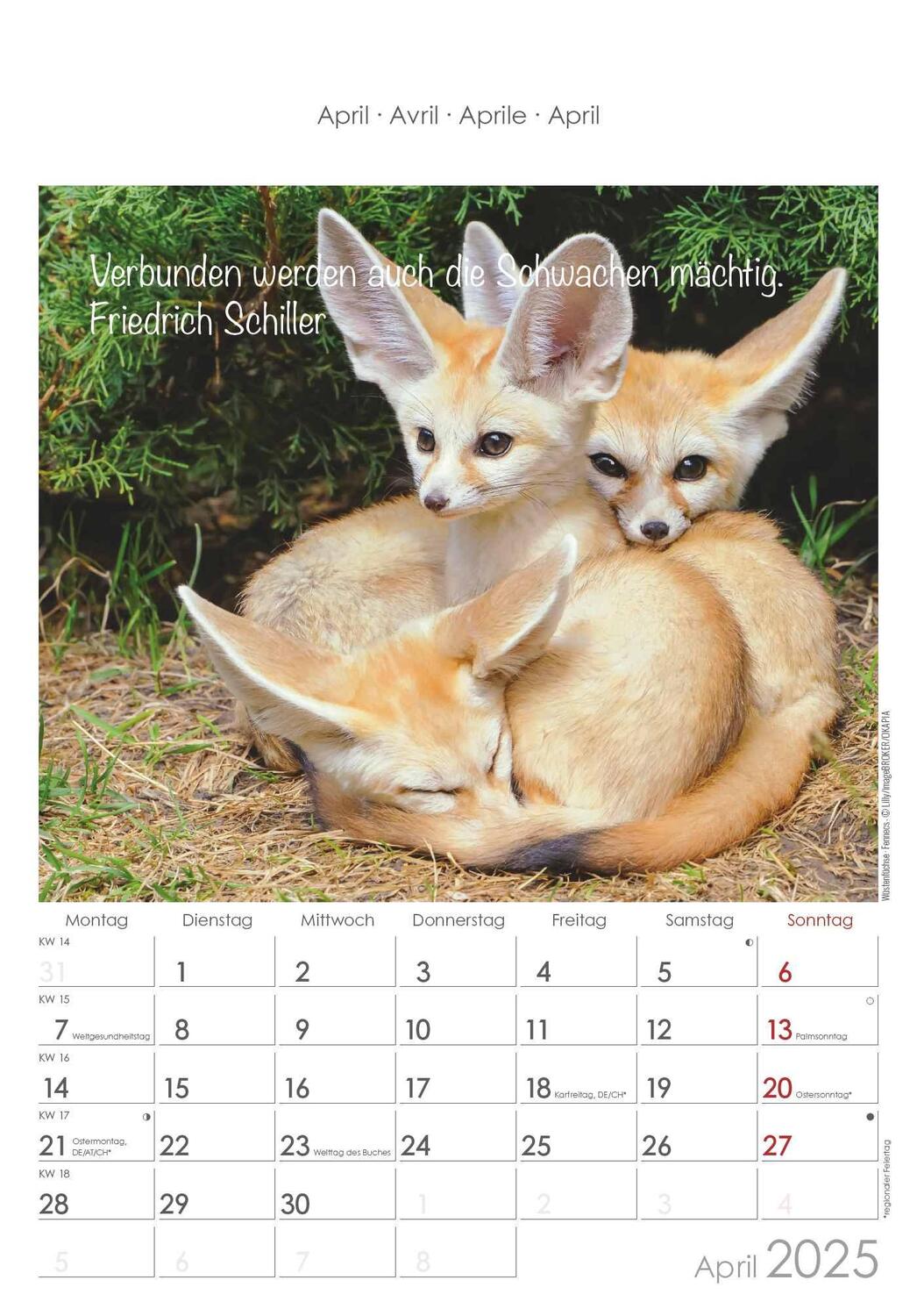 Bild: 4251732341039 | Kleine Freunde 2025 - Bildkalender 23,7x34 cm - Kalender mit Platz...