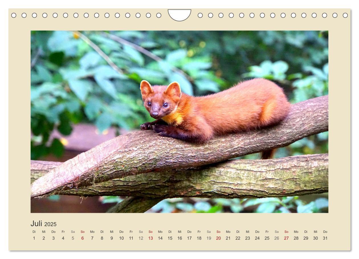 Bild: 9783435011278 | Tiere im Wald. Bezaubernde Begegnungen (Wandkalender 2025 DIN A4...