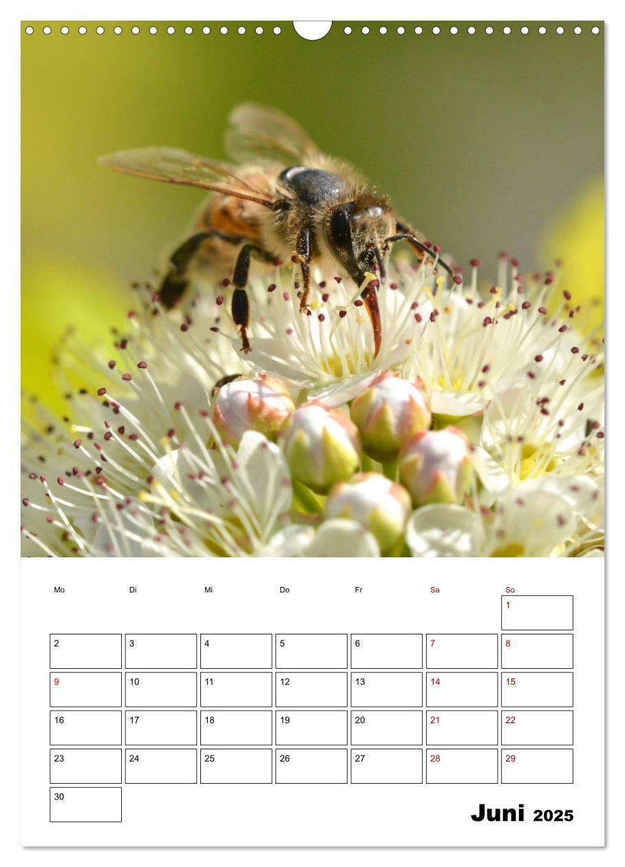 Bild: 9783435879168 | Hummeln und Bienen Terminplaner (Wandkalender 2025 DIN A3 hoch),...