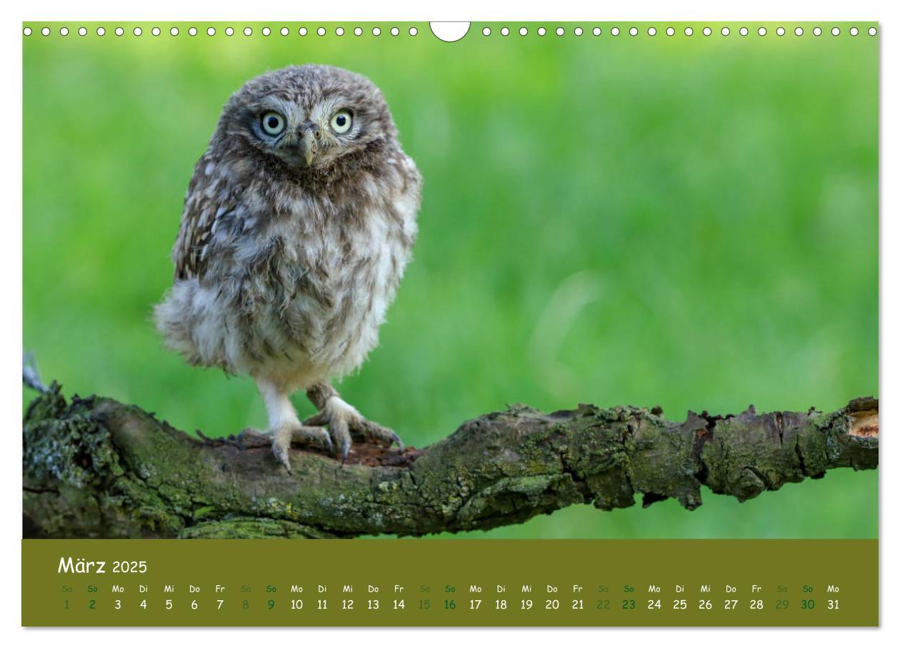 Bild: 9783435299843 | Steinkäuze (Athene noctua) (Wandkalender 2025 DIN A3 quer),...