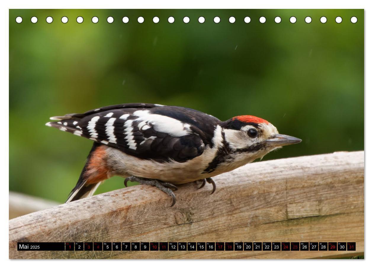 Bild: 9783435024612 | Vogelkinder - Junge Wildvögel (Tischkalender 2025 DIN A5 quer),...