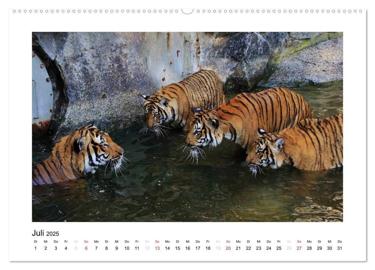 Bild: 9783435754298 | Tiger 2025 (Wandkalender 2025 DIN A2 quer), CALVENDO Monatskalender