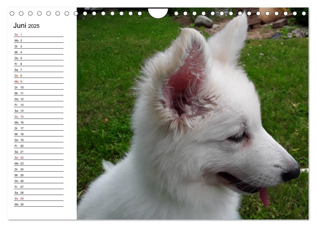 Bild: 9783435237982 | Berger Blanc Suisse - Weißer Schweizer Schäferhund (Wandkalender...