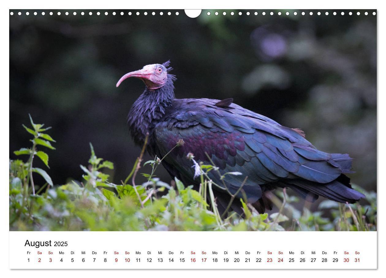 Bild: 9783435136421 | Der Waldrapp - Ein skurriler Vogel (Wandkalender 2025 DIN A3 quer),...